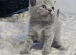 British Shorthair Blue Boy Cloudy - British Shorthair Kitten For Sale - Lockport, IL, US