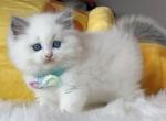 Snowball - Ragdoll Kitten For Sale - Las Vegas, NV, US