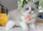 Tubby - Ragdoll Kitten For Sale - Las Vegas, NV, US