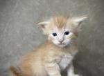 Randall - Maine Coon Kitten For Sale - Marietta, GA, US