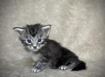 Kate - Maine Coon Kitten For Sale - Marietta, GA, US