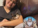 Patches - Maine Coon Kitten For Sale - Leominster, MA, US