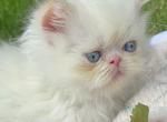 Yeti - Himalayan Kitten For Sale - 