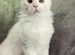McSugar - Maine Coon Kitten For Sale - Bryn Athyn, PA, US