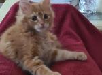 Pumpkin 1 - Maine Coon Kitten For Sale - 