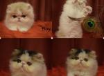 New litter - Persian Kitten For Sale - Boca Raton, FL, US