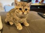Peanuts - Scottish Straight Kitten For Sale - Prior Lake, MN, US