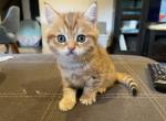 Mila - Scottish Straight Kitten For Sale - Prior Lake, MN, US