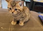 Otis - Scottish Straight Kitten For Sale - Prior Lake, MN, US