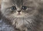 Blue Prince - Persian Kitten For Sale - 