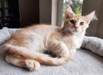 Big Boy Orange Tabby - Maine Coon Kitten For Sale - Black Diamond, WA, US
