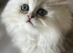 Silver boys and girls CFA - Persian Kitten For Sale - Wisconsin Rapids, WI, US