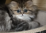 Sold Prim - Persian Kitten For Sale - Wisconsin Rapids, WI, US