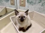 Vanilla & Cookie - Siamese Kitten For Sale - McLean, VA, US