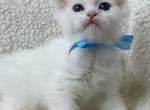 Sky - Scottish Straight Kitten For Sale - Auburn, WA, US