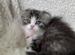 Darling - Scottish Fold Kitten For Sale - Auburn, WA, US