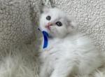 Dex - Scottish Fold Kitten For Sale - Auburn, WA, US