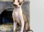 Pepa - Cornish Rex Kitten For Sale - Traverse City, MI, US