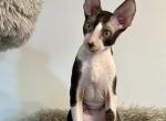 Pack - Cornish Rex Kitten For Sale - Traverse City, MI, US