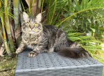 Eroha - Siberian Kitten For Sale - Melbourne, FL, US