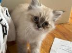 Tiny - Ragdoll Kitten For Sale - Hackettstown, NJ, US