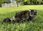 Eliza - Siberian Kitten For Sale - Melbourne, FL, US