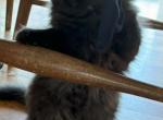 Sally - Persian Kitten For Sale - Hackettstown, NJ, US