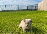 Lilac british baby boy plushy teddy bear April - British Shorthair Kitten For Sale - Dallas, TX, US