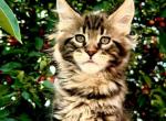 Maine Coon boy - Maine Coon Kitten For Sale - Staten Island, NY, US