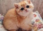 Alpha british golden shaded ny 11 chinchilla - British Shorthair Kitten For Sale - 