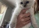 Bluepoint female - Ragdoll Kitten For Sale - San Diego, CA, US