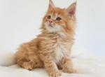 Sunny - Maine Coon Kitten For Sale - 