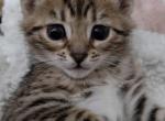Beach Bengals - Bengal Kitten For Sale - Long Beach, NY, US