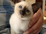 Daisy Mayflower and Liam Lewis - Siamese Cat For Sale - Amsterdam, NY, US
