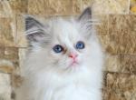 Blue Bell - Ragdoll Kitten For Sale - 
