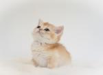 Honey - British Shorthair Kitten For Sale - 