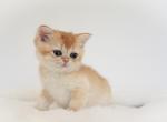 Honey - British Shorthair Kitten For Sale - 