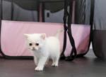 Blanca - British Shorthair Kitten For Sale - 