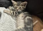 Finn - Bengal Kitten For Sale - 