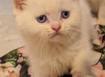 Litter E British boys golden tabby and point - British Shorthair Kitten For Sale - 