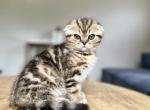 Milo - Scottish Fold Kitten For Sale - 
