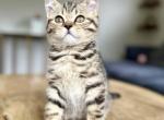 Charlie - Scottish Straight Kitten For Sale - 