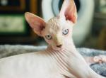 Casper - Sphynx Kitten For Sale - Fallbrook, CA, US