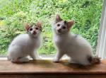 Calico Manx kittens - Manx Kitten For Sale - Lebanon, ME, US