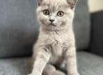 Lucy - British Shorthair Kitten For Sale - 