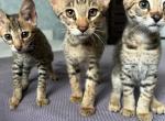 F2 Savannah boys - Savannah Kitten For Sale - Tbilisi, Tbilisi, GE