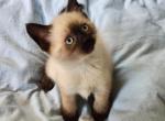 Siamese Ragdoll Mix - Siamese Kitten For Sale - 