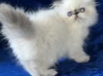 Himalayan Blue Point Boy - Himalayan Kitten For Sale - Long Beach, CA, US