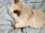 Ragdoll Siamese Mix - Ragdoll Kitten For Sale - 