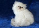 Persian Himalayan Male Kitten - Persian Kitten For Sale - Long Beach, CA, US